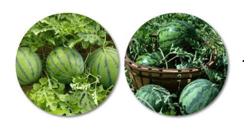 看瓜如何吃,看瓜吃瓜,解锁夏日消暑新姿势