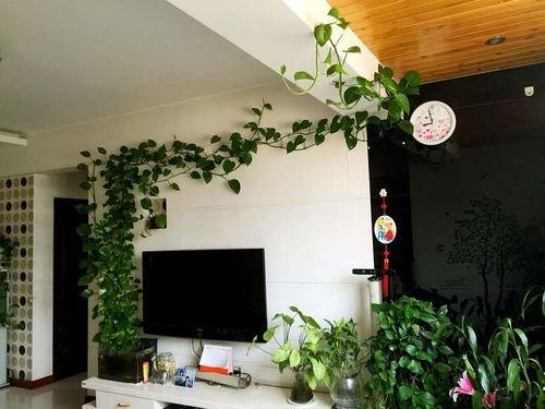 绿萝吃瓜,与瓜果共生的生态奇观