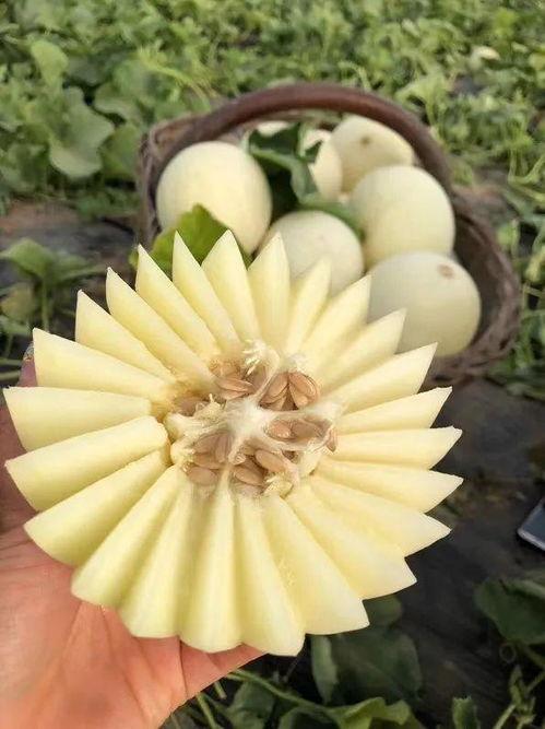 贵妃在线吃瓜txt,宫廷秘闻大揭秘