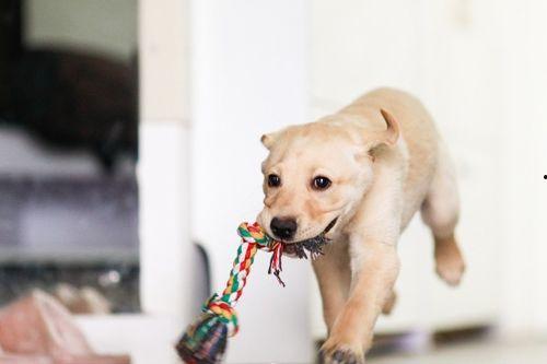 瘸腿吃瓜的狗,趣味横生的日常生活瞬间
