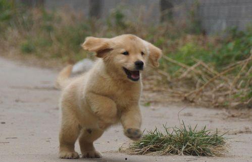 瘸腿吃瓜的狗,趣味横生的日常生活瞬间