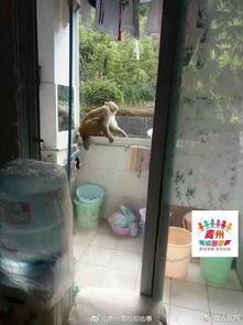 吃瓜女孩宿舍,揭秘校园生活趣事