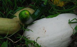 梦见送给别人瓜吃,瓜熟蒂落，共享美好寓意